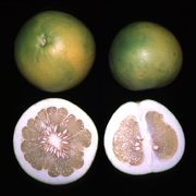 ‘通迪’柚Thong Dee pomelo