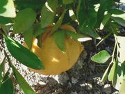 ‘丑柚’'Ugli' fruit