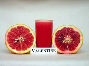 ‘瓦伦丁’柚 Citrus grandis 'Valentine'