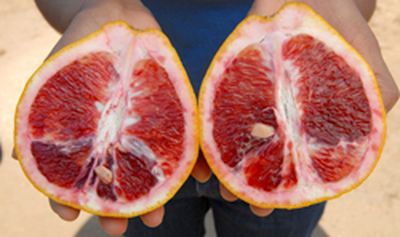 ‘瓦伦丁’柚 Valentine pomelo