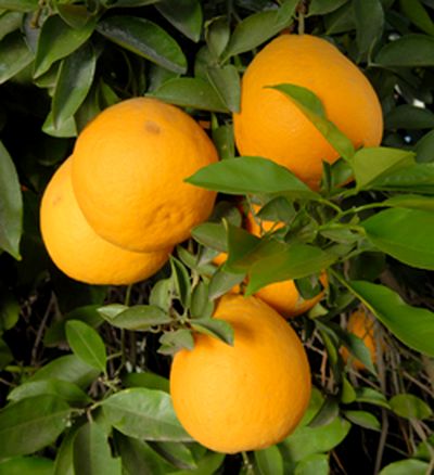 ‘瓦伦丁’柚Valentine pomelo