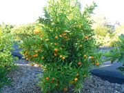 ‘奇隆加’'Chironja' orangelo