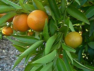 ‘奇隆加’甜柚'Chironja' orangelo