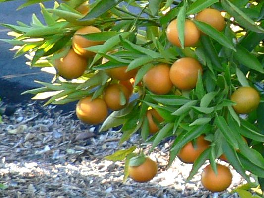 ‘奇隆加’'Chironja' orangelo