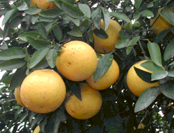 ‘邓肯’Grapefruit 'Duncan'