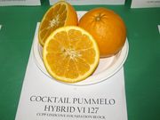 ‘鸡尾’葡萄柚’Cocktail’ grapefruit