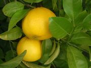 ‘鸡尾葡萄柚’'Cocktail' grapefruit