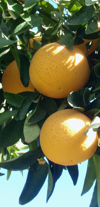 '星露比' Star Ruby grapefruit