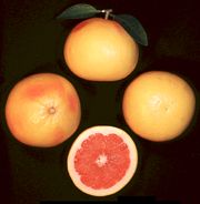 ‘亨德森’Grapefruit 'Henderson'