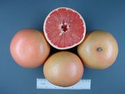 ‘亨德森’Grapefruit 'Henderson'