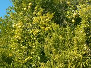 ‘曼达洛’Mandalo