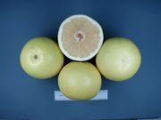 ‘马叙’Grapefruit 'Marsh'