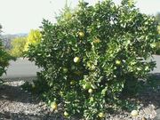 ‘梅洛金’Grapefruit 'Melogold'