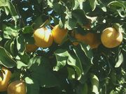 ‘梅洛金’Grapefruit 'Melogold'