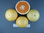 ‘新西兰’葡萄柚 New Zealand Grapefruit