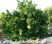 ‘奥罗布兰科’ Grapefruit 'Oroblanco'