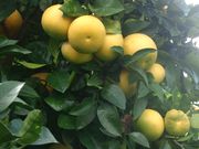 ‘奥罗布兰科’Grapefruit 'Oroblanco'