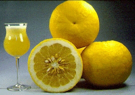 ‘邓肯’Grapefruit 'Duncan'