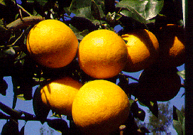 ‘亨德森露比’Grapefruit 'Henderson Ruby'