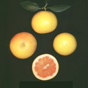 ‘雷露比’Grapefruit 'Ray Ruby'