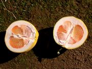 ‘红晕’Redblush grapefruit