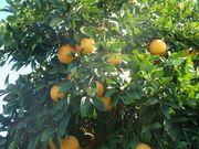 ‘红晕’ 'Redblush' grapefruit