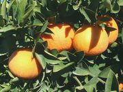 ‘雷克斯联盟’Grapefruit 'Rex Union'