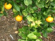 ‘雷克斯联盟’葡萄柚 Grapefruit ’Rex Union’