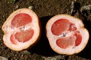 ‘里约红’Grapefruit 'Rio Red'