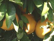 ‘里约红’Grapefruit 'Rio Red'