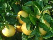 ‘红晕’Redblush grapefruit