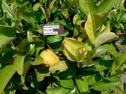 ‘平滑塞维尔’橙柚 Smooth Flat Seville