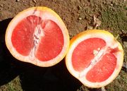 ‘星露比’Star Ruby grapefruit