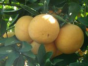 ‘星露比’Star Ruby grapefruit