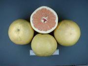 ‘粉红马叙’Grapefruit 'Marsh Pink'