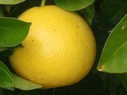 ‘特赖姆夫’'Triumph' grapefruit
