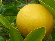 ‘特赖姆夫’葡萄柚 ’Triumph’ grapefruit