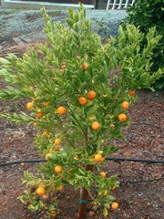 '卡拉蒙丁'四季橘Calamondin, Citrus × microcarpa