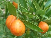 '百年'杂色金柑'Centennial Variegated' kumquat