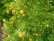 '百年'杂色金柑'Centennial Variegated' kumquat