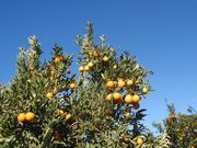 '百年'杂色金柑'Centennial Variegated' kumquat