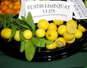 '印第奥'金柑'Indio' Mandarinquat