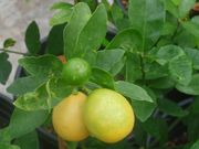 '尤斯蒂斯'莱姆金柑Limequat 'Eustis'