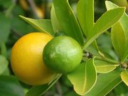 '尤斯蒂斯'莱姆金柑Limequat 'Eustis'