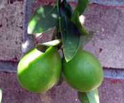 '尤斯蒂斯'莱姆金柑Limequat 'Eustis' © Laaz