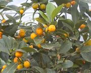 '香港'金柑Fortunella hindsii, Honk Kong kumquat