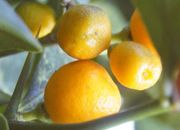 '香港'金柑Fortunella hindsii, Hong Kong kumquat, © Petr Broža