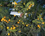 '香港'金柑Fortunella hindsii, Honk Kong kumquat