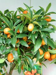 '圆实'金柑Fortunella japonica, Marumi kumquat