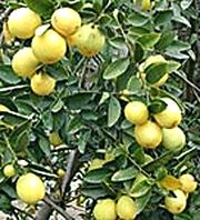 '莱克兰'莱姆金柑Limequat 'Lakeland' picture from Brazos Citrus Nursery